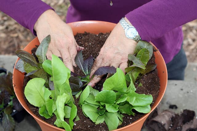 Kale companion planting