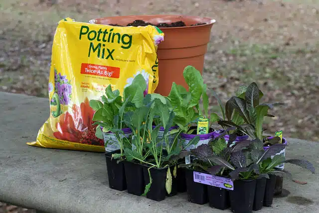 Kale with potting mix