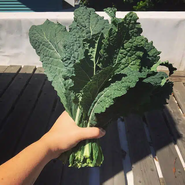 Harvested kale leaves