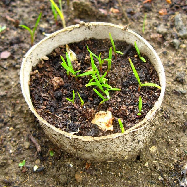 Carrot Seedlings