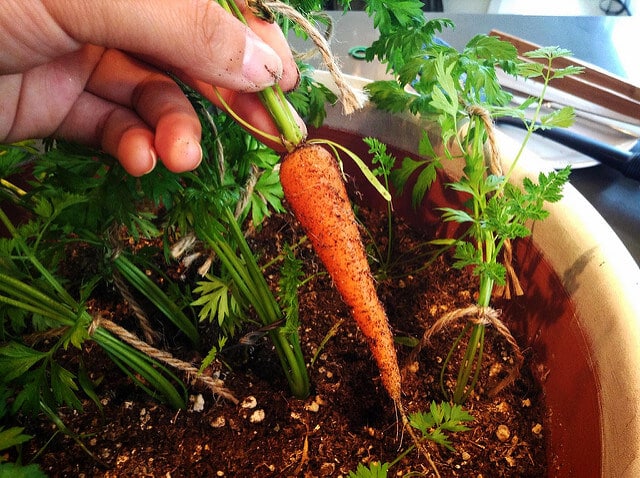 Grow Carrots in Containers