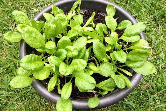 Baby spinach leaves Baby spinach leaves