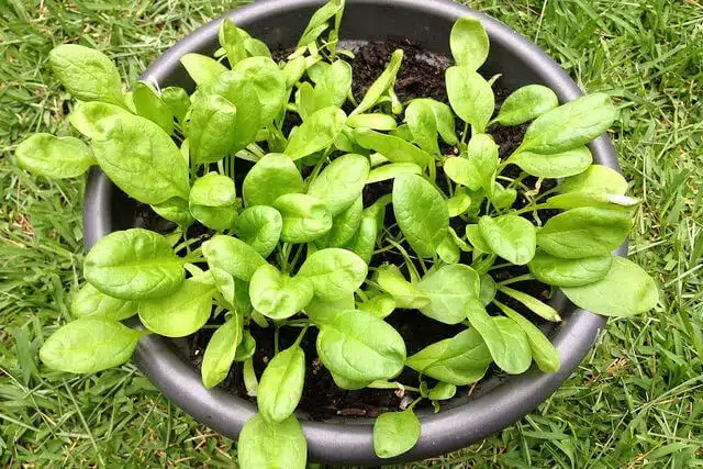 Baby spinach leaves