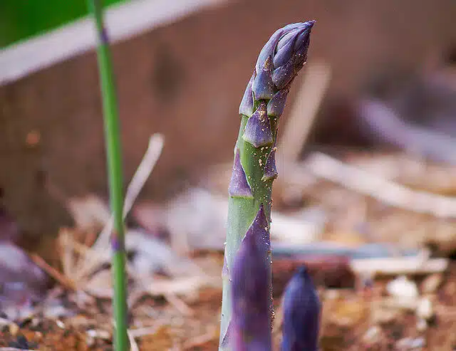 Best asparagus knife