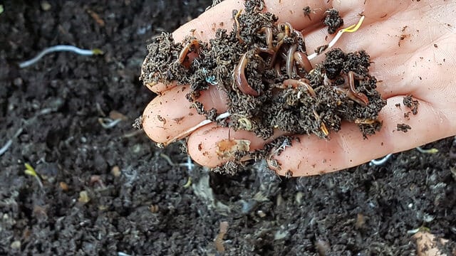 Best Worm Bins