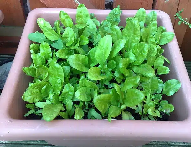 Growing Spinach in Pots