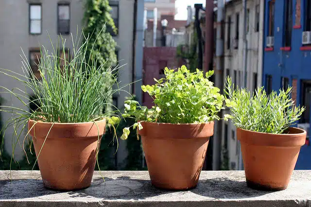 Container Garden