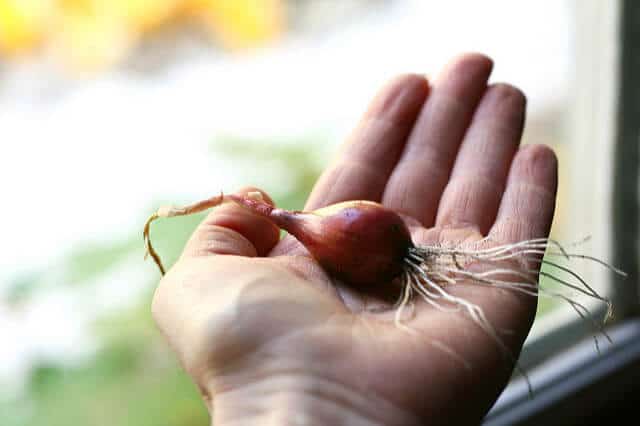 Best online gardening courses
