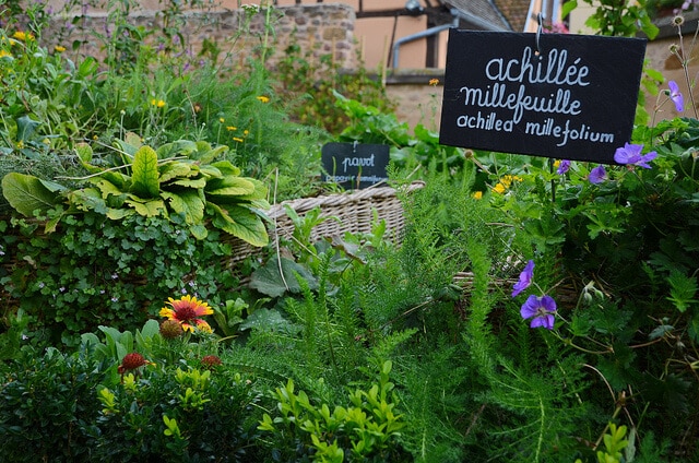 Best urban gardening blogs