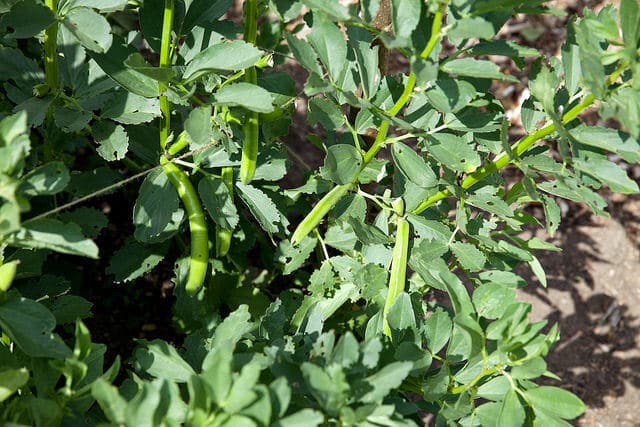 Image result for Beans in containers