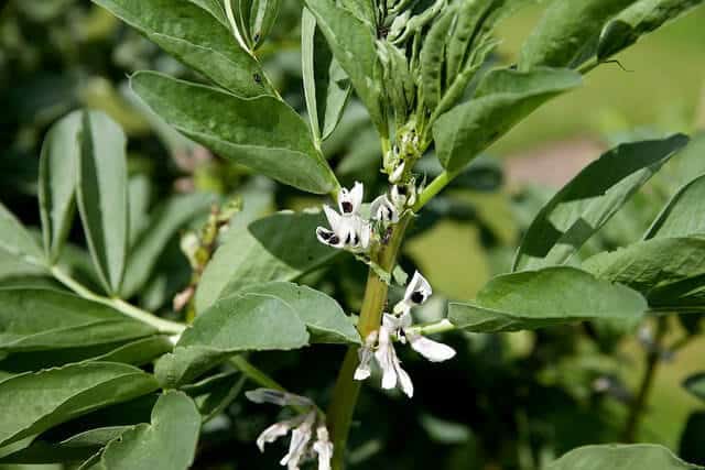 Broad bean flowers. Broad bean flowers.