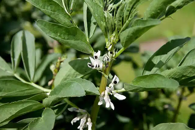 Broad bean flowers.