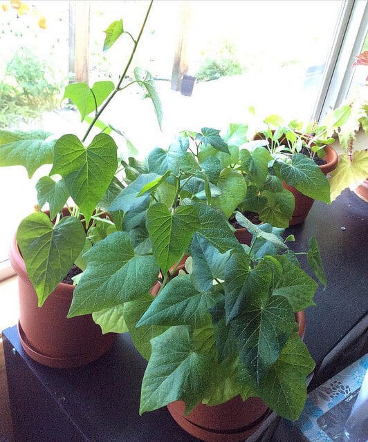 Young sweet potato plants
