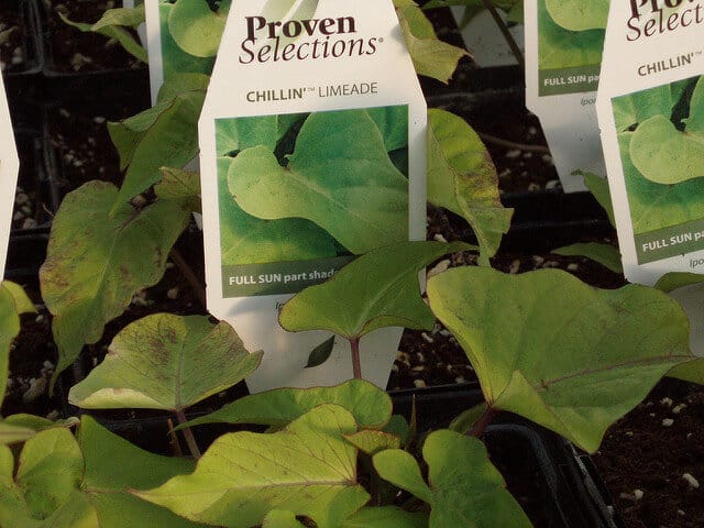 Sweet potato plugs.