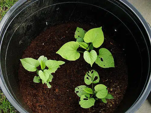 Pot for sweet potatoes