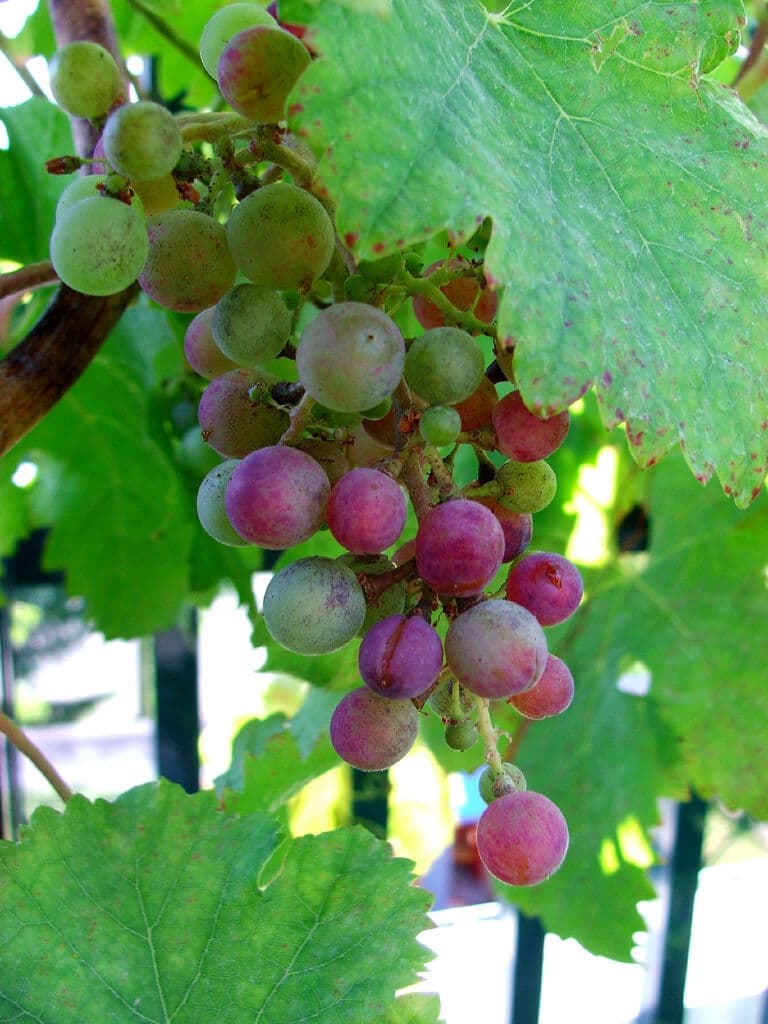 How To Grow Grapes In Containers Urban Turnip