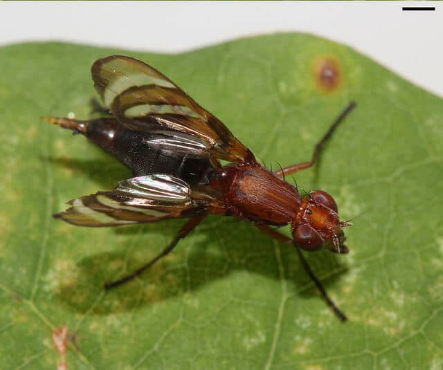 Onion fly Onion fly