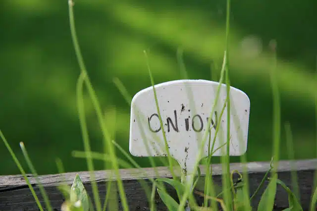 Grow onions in containers