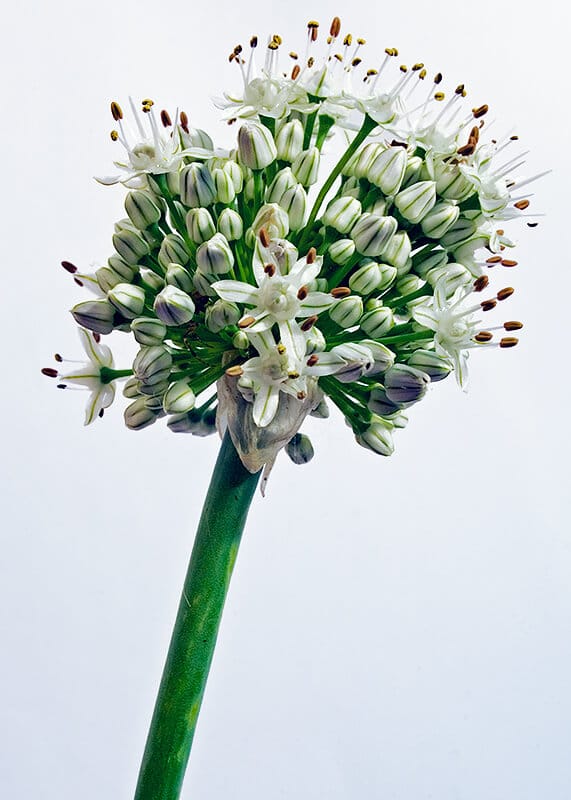 Onion flower Onion flower