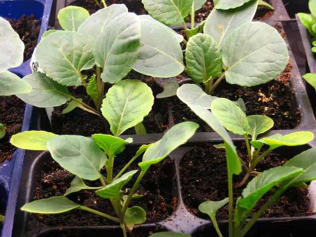 Broccoli seedlings