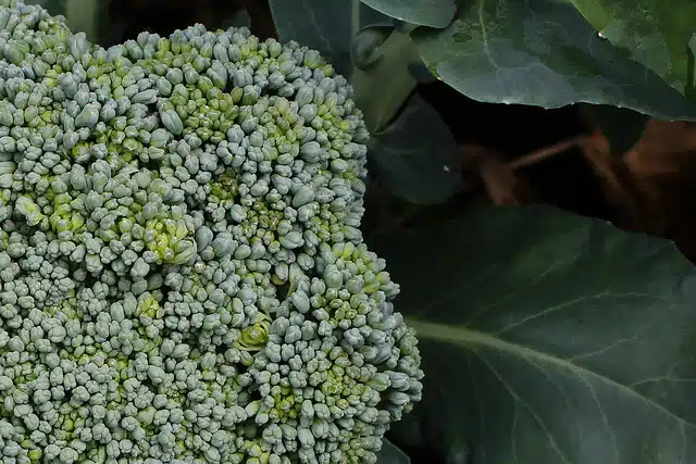 Grow broccoli in containers