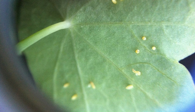 Brassica pests.
