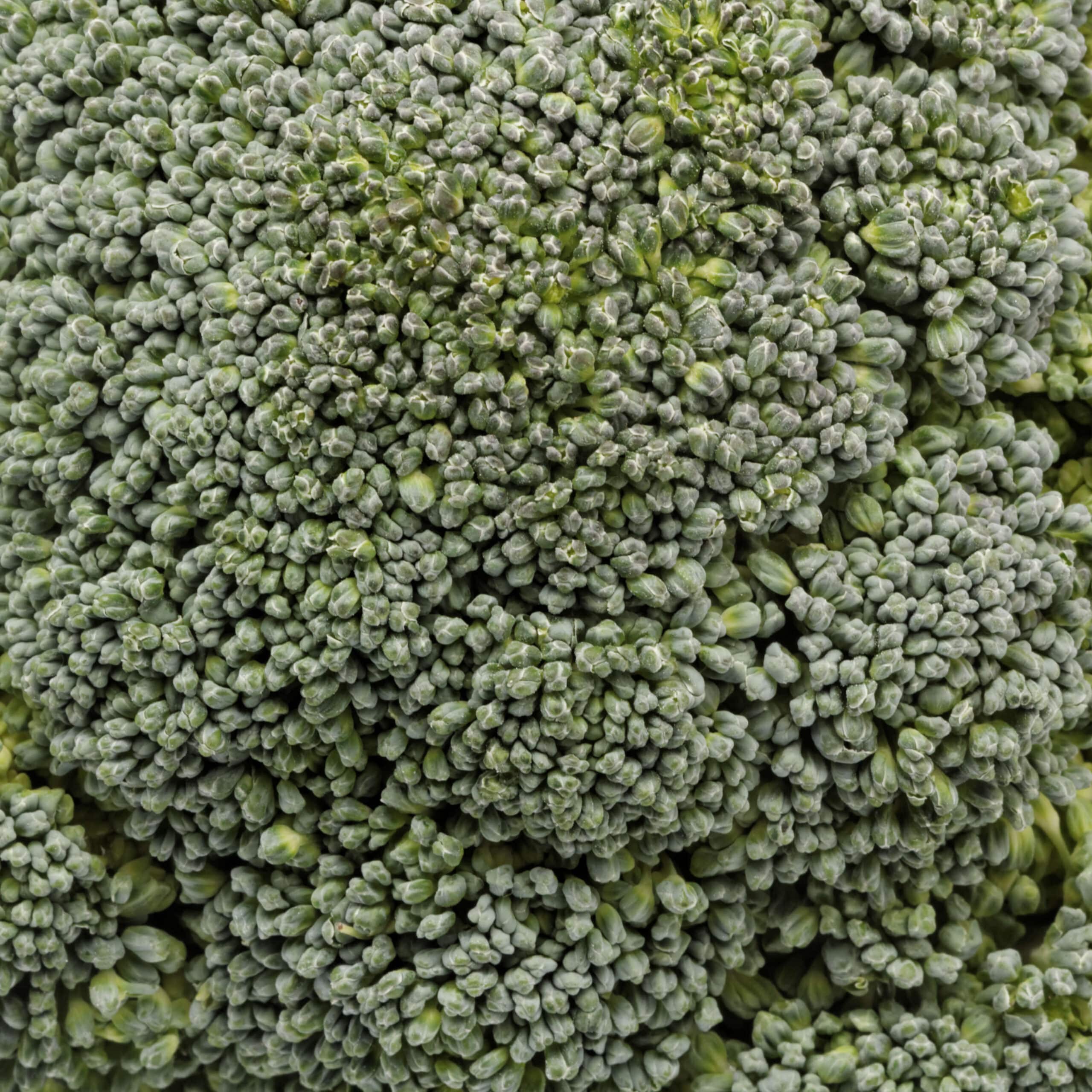 Broccoli head
