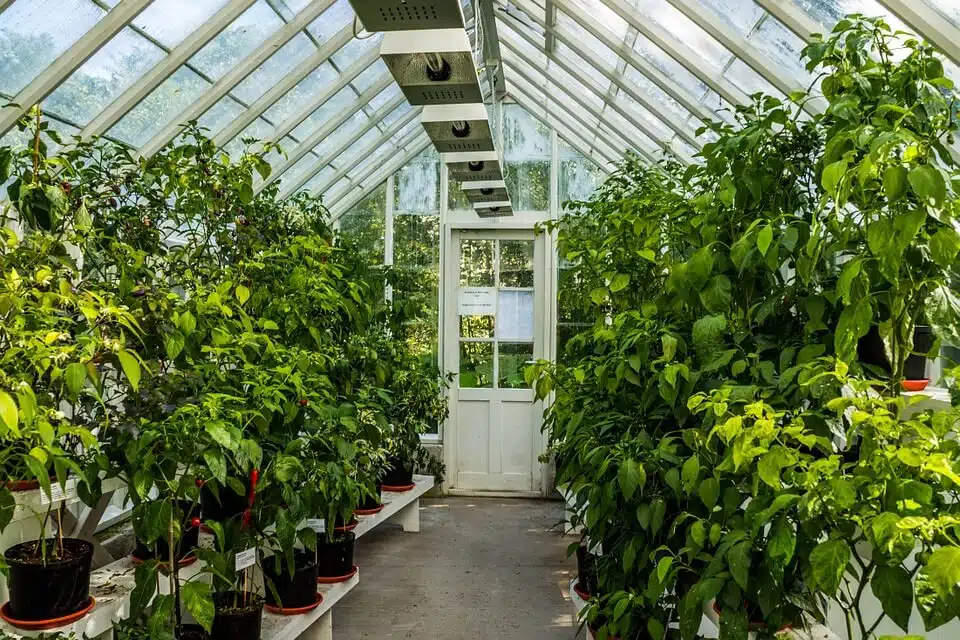 How to pick a greenhouse kit