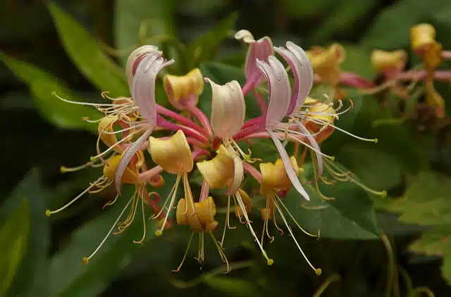 Best Gardening Poems: Honeysuckle