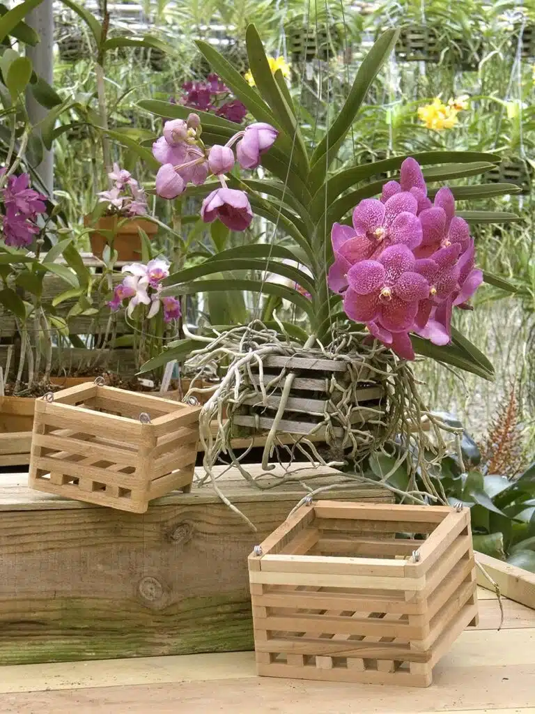 Sun Bulb Cedar Basket