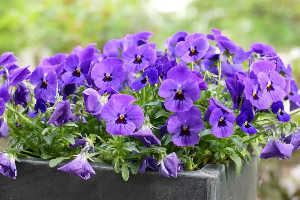 A pot of violets.
